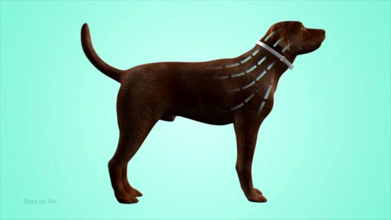 dog videos to show your dog Seresto® Engineered for 8 Months of Continuous Protection from Fleas & Ticks