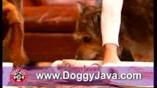 Doggy Java