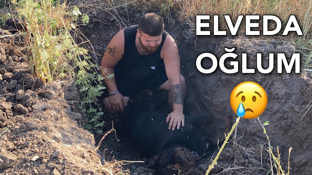 Rottweiler Diablo’nun Mezarını Hazırladım Oğlumu Gömdüm! 😢