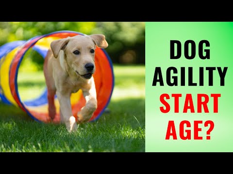 What age can a dog start agility