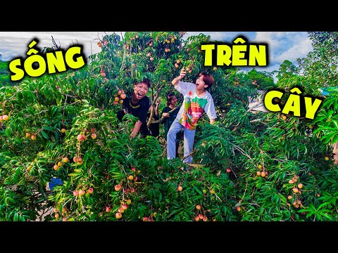 Video Thái Chuối | Cắm Trại Trên Cây Vải - Vui Nghỉ Hè - youtube