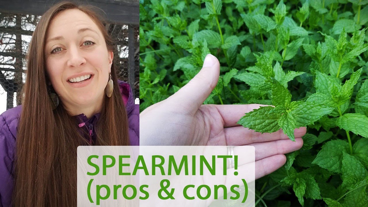Spearmint as an edible yard perennial pros & cons YouTube