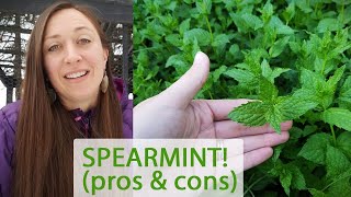 Spearmint as an edible yard perennial - pros & cons