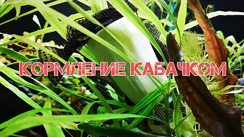 КОРМЛЕНИЕ АНЦИСТРУСОВ КАБАЧКОМ