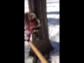 Raccoon attack