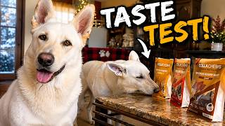 Ultimate Dog Treat Taste Test