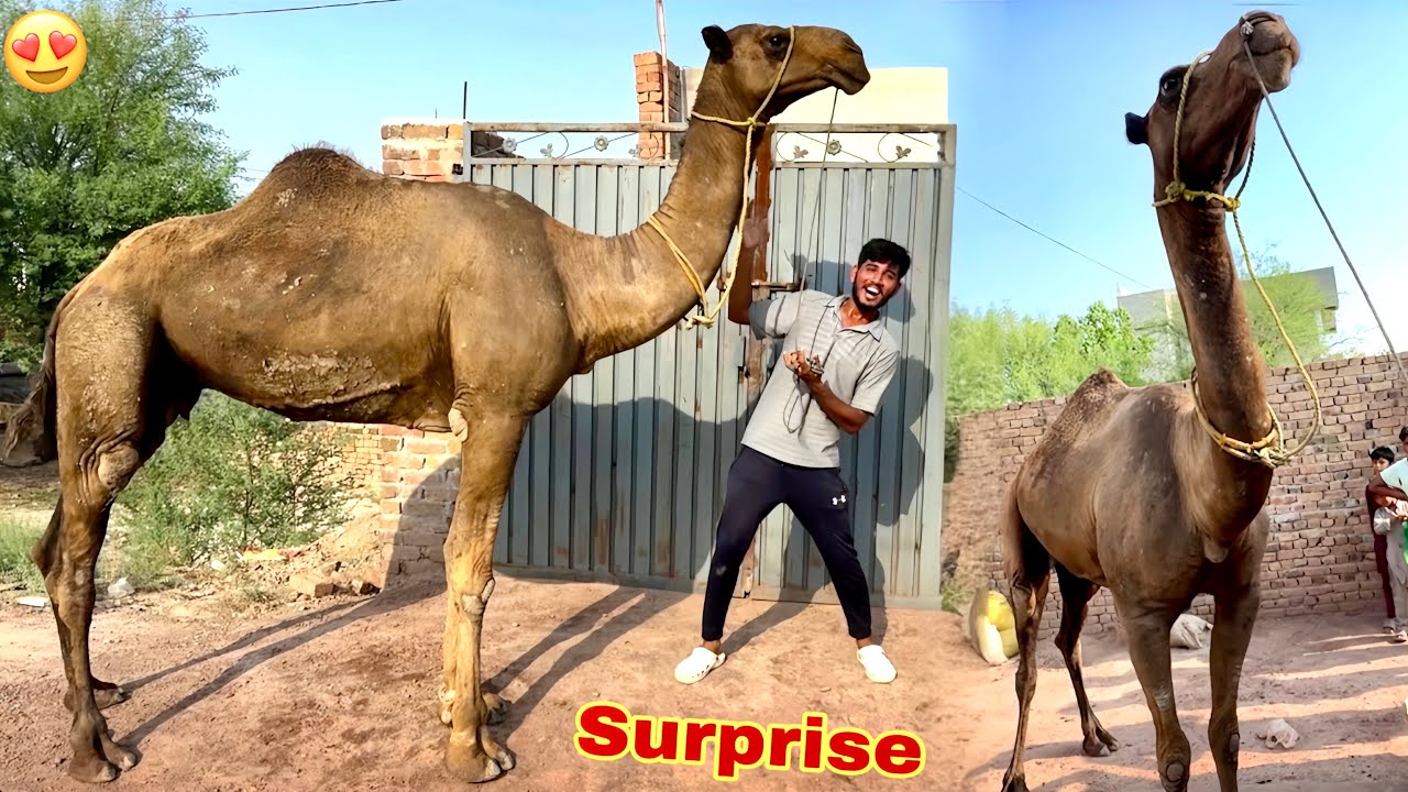 FINALLY MINI ZOO MIAN CAMEL 🐪 AA GYA🥹