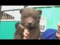 Семья из Иркутской области приютила медвежонка (новости)