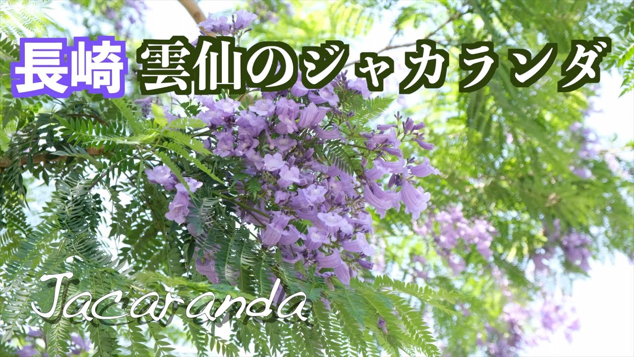 世界3大花木の一つ紫雲木jacaranda ジャカランダ Youtube