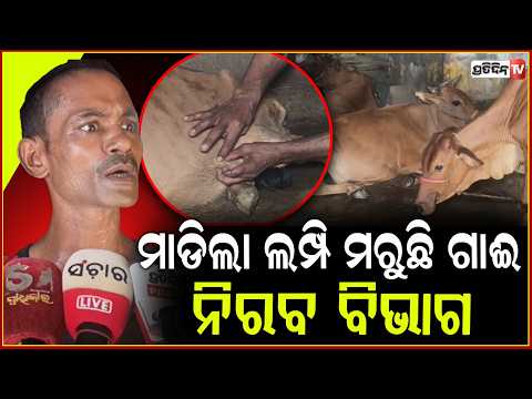 ଗାଁ କୁ ଗାଁ ମାଡିଚାଲିଛି ଲମ୍ପି,ଯାଉଛି ଗାଈଙ୍କ ଜୀବନ,ନିରବ ପ୍ରାଣୀ ଚିକିତ୍ସା ବିଭାଗ ! Lumpy Disease in puri