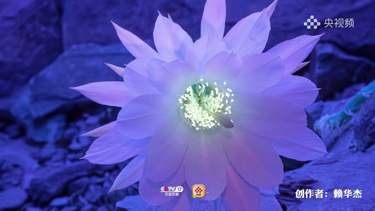 Fantasy! The photographer captured the moment when flowers bloomed under ultraviolet light.