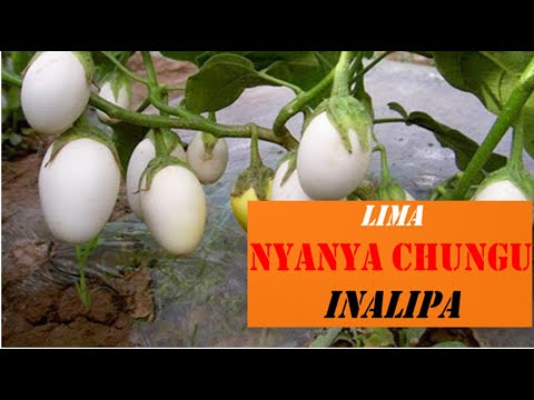 Video: Wakati wa kupanda miche ya bilinganya? Kupanda eggplant kwa miche. Jinsi ya kupanda miche ya eggplant?