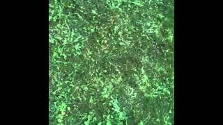 5 Month Pure Bread Boxer