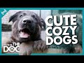 🔴 Relaxing Cute and Cozy Dogs 24/7 Live Stream to FIX 2021