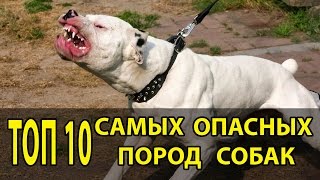 ТОП 10 САМЫХ ОПАСНЫХ ПОРОД СОБАК ТОП 10 САМЫХ ОПАСНЫХ ПОРОД СОБАК