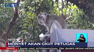 Evakuasi Monyet Liar Kelaparan di Jember, Jatim #SIS 02/09