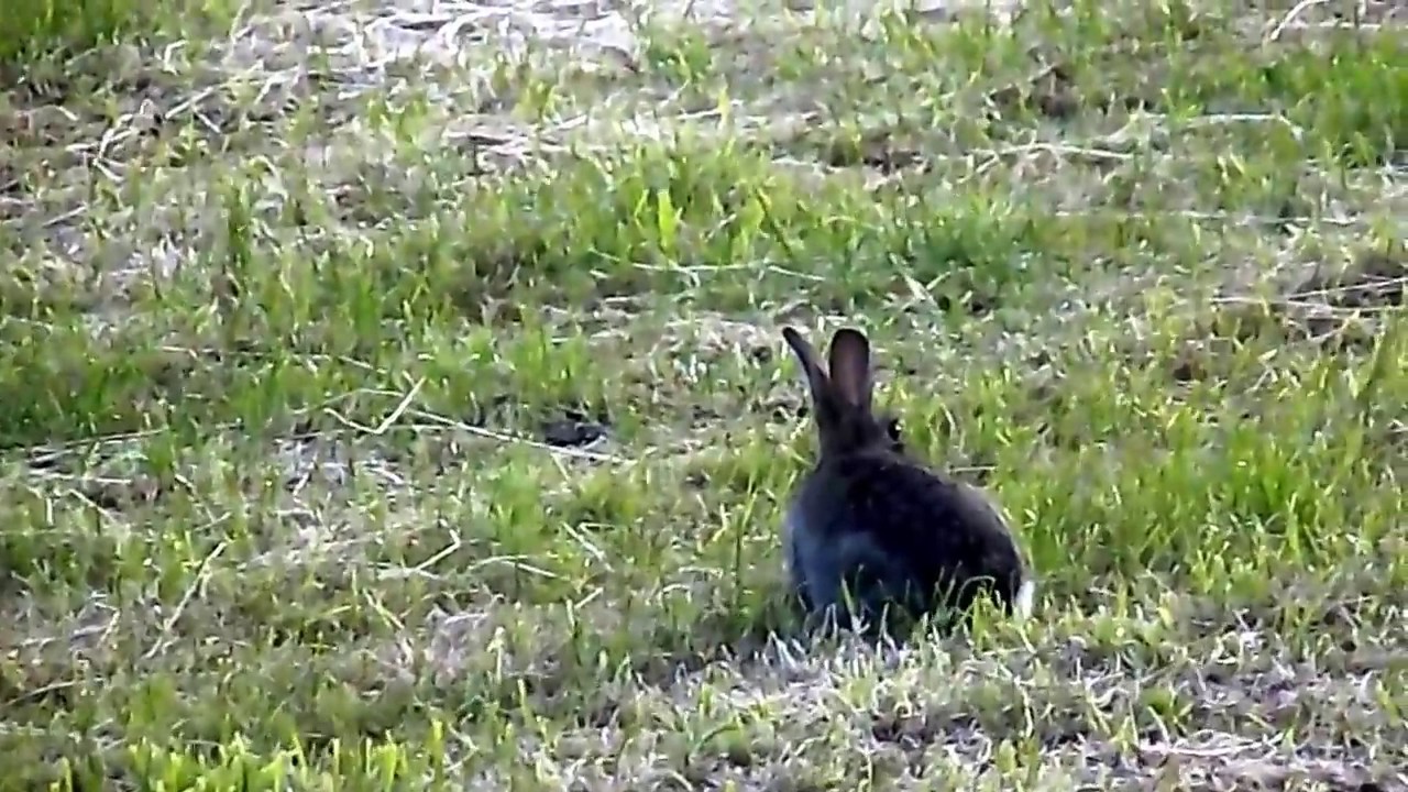 Wild Rabbit in Crookham Village, Northumberland. UK