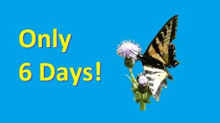 The Brief Life of a Tiger Swallowtail Butterfly