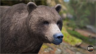 Brown Bear animation preview