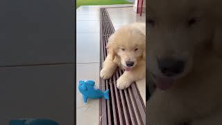 Precious Puppy Enjoys His Whale Toy