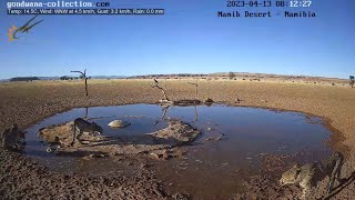 Cheetah family in great condition at Namib desert waterhole