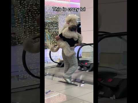 You love your dog this much ? #viralvideo #youtubeshorts #trending #dog #pets #funny