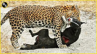 Cruelest Moments When Leopard Attacks Innocent Dogs!!
