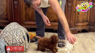 видео: Dad wants to take Yukka's puppy's hare away from her. Папа хочет забрать у щенка Юкки ее зайца. картинка: Dad wants to take Yukka's puppy's hare away from her. Папа хочет забрать у щенка Юкки ее зайца.