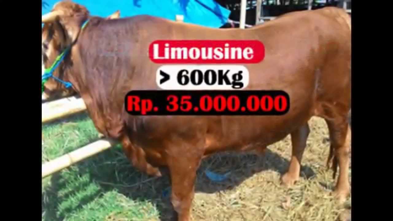 Jual Sapi Perah - YouTube