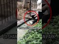 Singa Tarik Kaki Anak Kecil di Kebun Binatang China #shorts