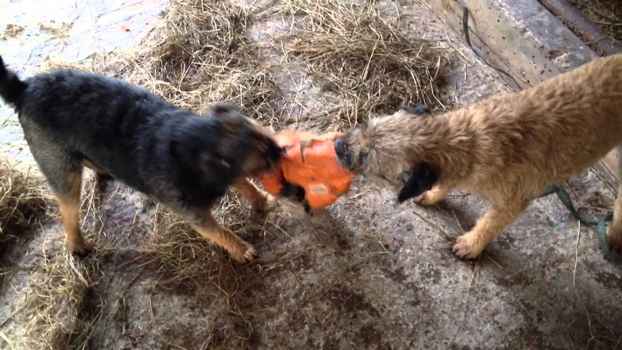 It's my Ball! Border Terrier tug of war.