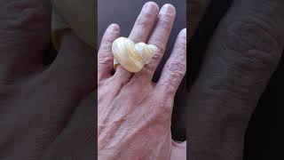 #shell #conchas #ring #anel #handcrafted #handmade #fleamarket #jewelry #criatividade