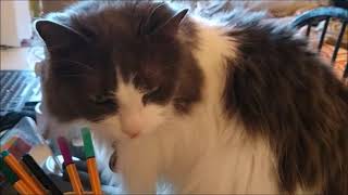 Tarot for Cats: Issie's Daily Draw #2 by Jake Waldweg Whatever 16 views 2 years ago 2 minutes, 45 seconds