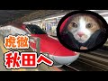 虎徹を秋田へ連れて帰ります【虎徹秋田旅#1】