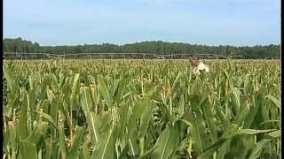 Ferme Darrigade - Soustons - Landes