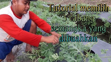 Thumbnail of Tutorial memilih 3 cabang semangka dengan benar