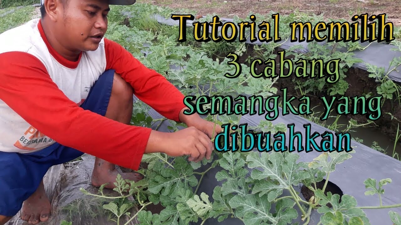 Tutorial memilih 3 cabang semangka dengan benar