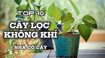 Top 10 cây lọc không khí trong nhà tốt nhất - Nhà có cây