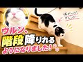 ウルン、ついに階段を降りれました。