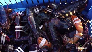 WildFed — Maine Lobsters and Seaweed Episode Teaser