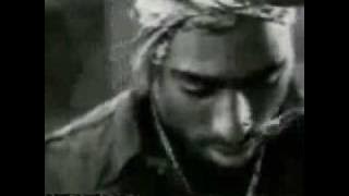 The Rose that Grew from Concrete
