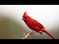 Suara Burung Vermilion Cardinal Cardinalis Phoeniceus Omkicau(.mp3 .mp4) Mp3 - Mp4 Download