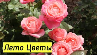 #Цветы #relax #video (Beautiful flowers)