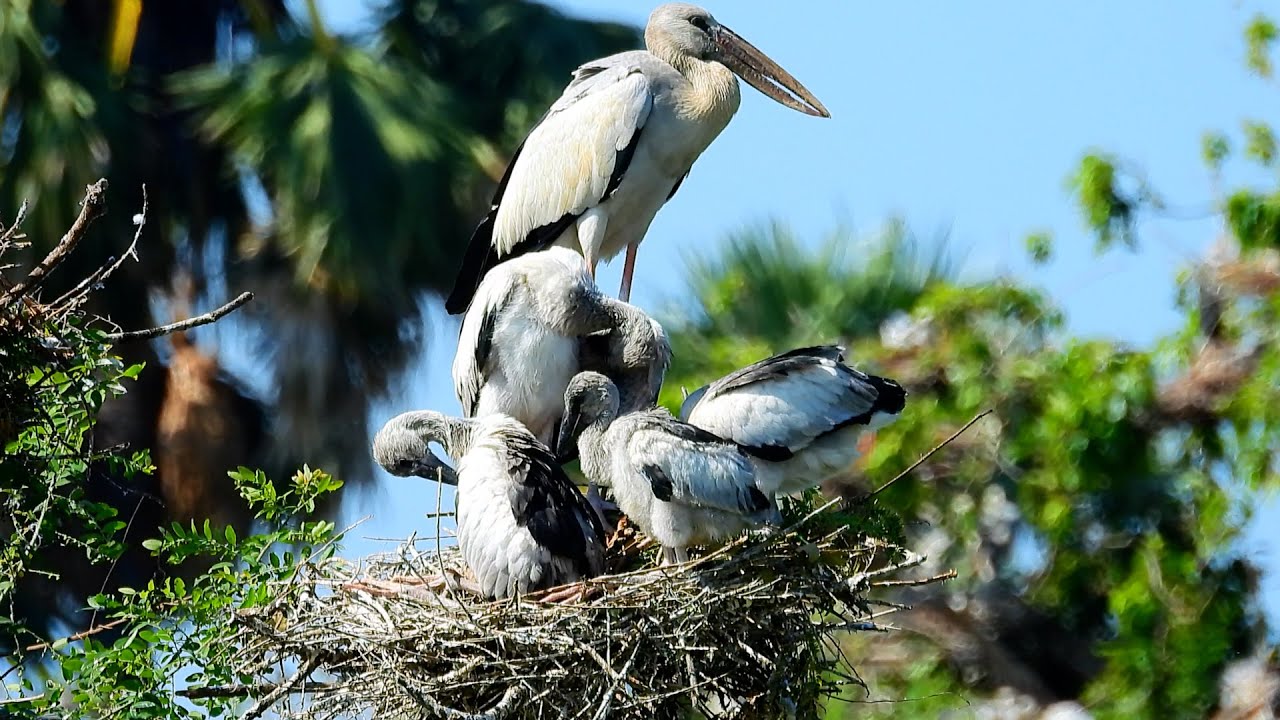 Exploring a Tranquil Bird Sanctuary Where Nature and Wildlife Thrive  0056