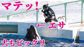 鴨川シーワールド シャチパフォーマンス 13 00 終了後の風景 09 02 Youtube