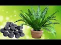 Активированный уголь – важный препарат для комнатных растений.