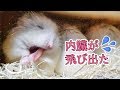 ハムスターの口からピンク色の内臓が飛び出た(汗) シエルママの頬袋脱 Hamster's everted cheek pouch Ciel Mam