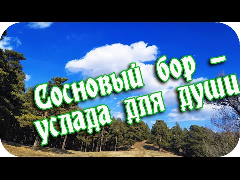 ❤️Сосновый бор - услада для души...❤️Сосновый бор - земная красота!❤️Good morning❤️