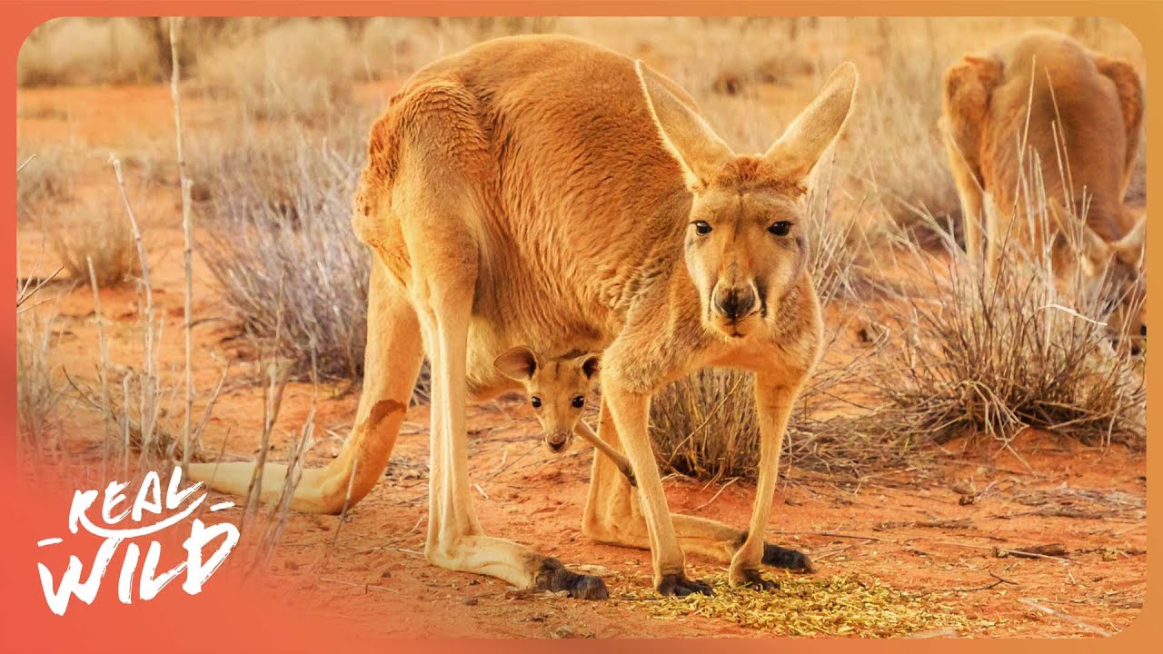 AUSTRALIA'S WILD OUTBACK | Wildest Places S1 E9