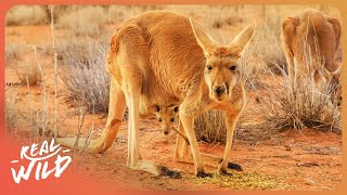 WILDEST PLACES - AUSTRALIA'S WILD OUTBACK